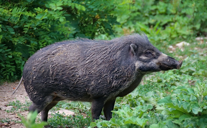 Un caz nou de Pestă Porcină Africană la mistreț, în localitatea Dieneț, județul Bacău
